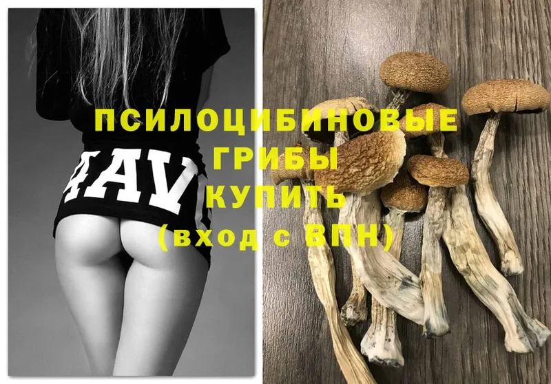 как найти   Заринск  Галлюциногенные грибы Psilocybe 